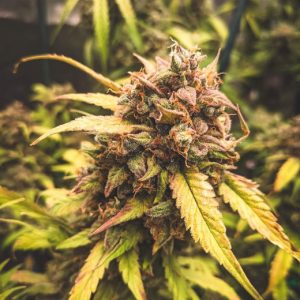 Bear Assed Monkey Auto Feminised Seeds