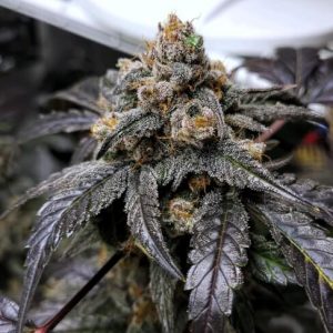 Ravenberry Auto Feminised Seeds