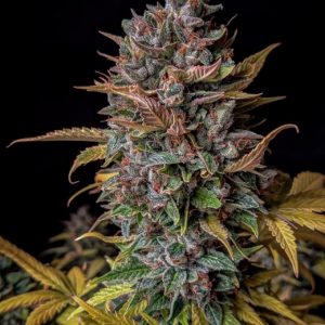 Orange Biscuits Auto Feminised Seeds
