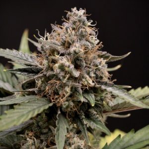 Sweet 'n' Sour Auto Feminised Seeds