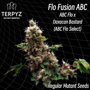Flo Fusion ABC Regular Seeds