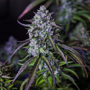 3Wok OG Auto Feminised Seeds