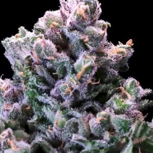 Grapes 'n' Cream FAST Feminised Seeds