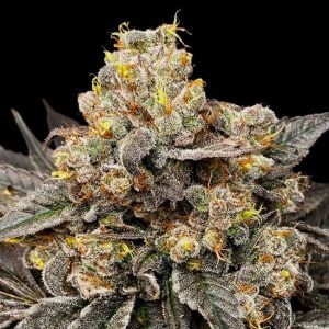 Biscotti Zkittlez Feminised Seeds