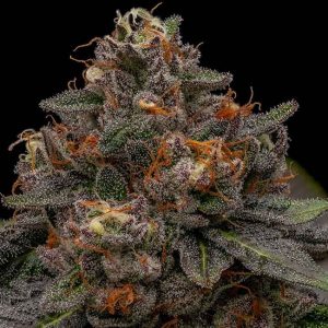 Korenji Feminised Seeds