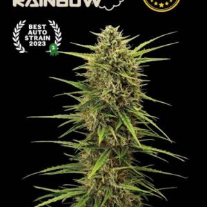 Black Rainbow Auto Feminised Seeds
