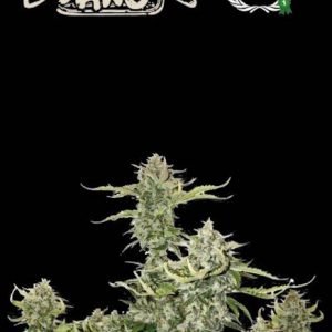 Candy Dawg Auto Feminised Seeds