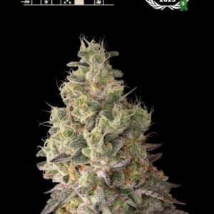 Mack & Crack Auto Feminised Seeds