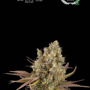 Santa Marta Haze Auto Feminised Seeds