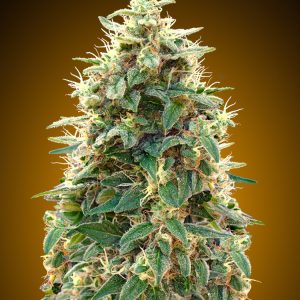 00 Cheese Auto Feminised Seeds