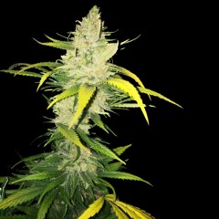 LA S.A.G.E. Feminised Seeds - 5+1