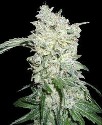 Afghan Kush SPECIAL Feminised Seeds