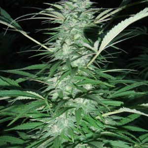 Serious 6 Feminised Seeds