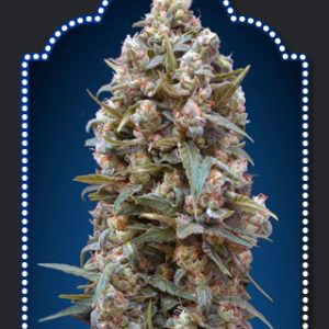 00 Kush Feminised Seeds