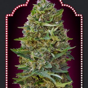 Caramel Kush Feminised Seeds