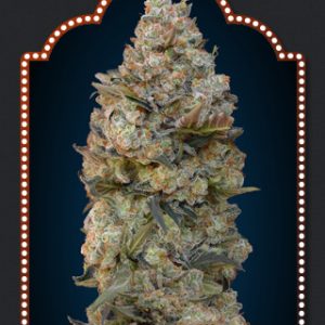 Chocolate Skunk Feminised Seeds