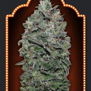 Sweet Soma Feminised Seeds