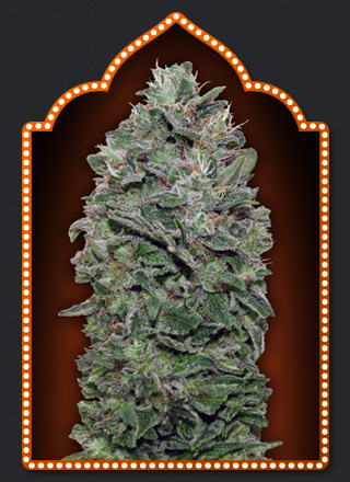 Sweet Soma Feminised Seeds