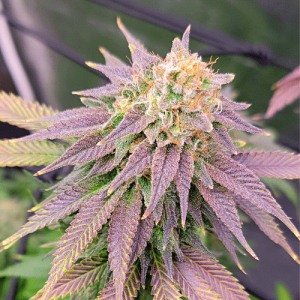 Ghost OG FAST Feminised Seeds - BULK x 100