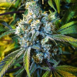 Super Silver Haze Feminised Seeds - 5