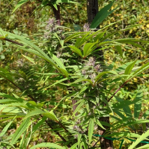 Nepalese Regular Seeds - BULK x 100