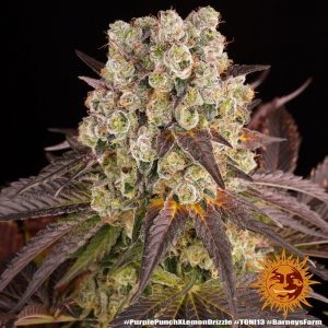 Purple Punch x Lemon Drizzle Feminised Seeds