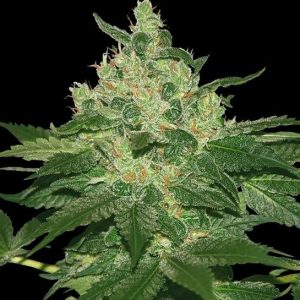 Afghan Kush Feminised Seeds - BULK x 100