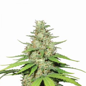 Top 44 Auto Feminised Seeds - 5