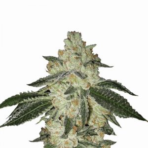 Aurora Indica Auto Feminised Seeds - 5