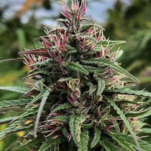 Boax-Hindu CBD Feminised Seeds - 6
