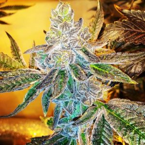 PCG Cookies x Watermelon Zkittlez Feminised Seeds - 3