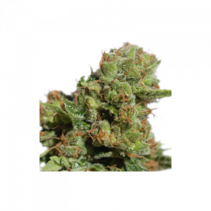 Bruce Lemon Diesel Auto Feminised Seeds