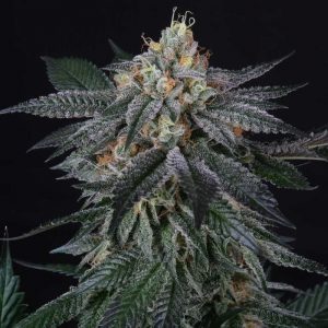 Zaizai Feminised Seeds - 6