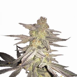 Blueberry Regular Seeds - 10