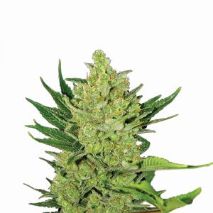 Big Bud Auto Feminised Seeds - 5