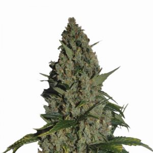 Amnesia Feminised Seeds - 5