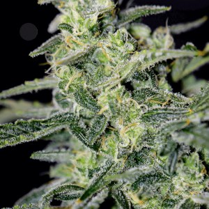 Hubbabubbahaze Auto Feminised Seeds