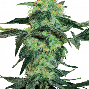 White Ice Regular Seeds - 10