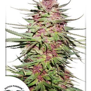 Purple #1 Regular Seeds - 10