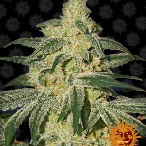 Afghan Hash Plant Regular Seeds - 10