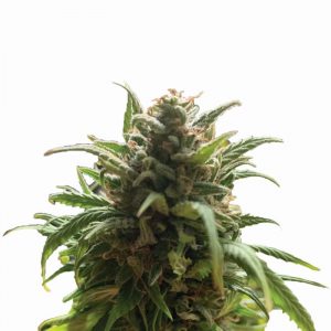 Blue Dream Regular Seeds - 10