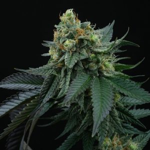 Lime Ozz Feminised Seeds - 6