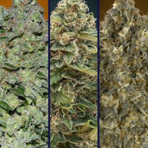 Collection #7 Auto Feminised Seeds - 6