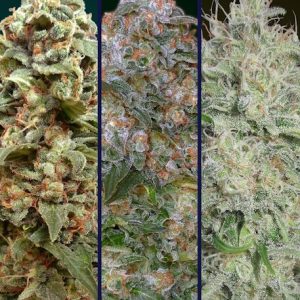 Collection #8 Feminised Seeds - 6