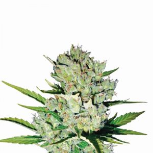 Skunk #1 Auto Feminised Seeds - 5