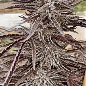Lemon Caramel Regular Seeds - 3