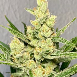 Strawberry Banana Auto Feminised Seeds - BULK x 100