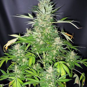 Alaskan Do-Si-Dos Feminised Seeds - BULK x 100