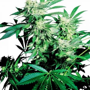 Skunk Kush Regular Seeds - 10