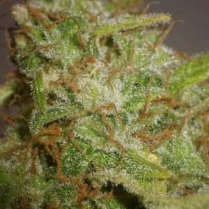 Strawberry Cough Feminised Seeds - Bulk x 100